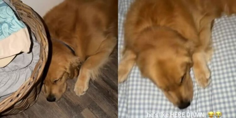 Golden Retriever Gets Begged To Join Owner in Bed & the Roles Are Officially Reversed