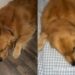 Golden Retriever Gets Begged To Join Owner in Bed & the Roles Are Officially Reversed