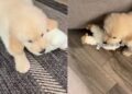 Golden Retriever Puppy Soaks up Compliments, but Then Gives Owner an Instant Reality Check