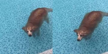 Golden Retriever Looks Like a Seal While Taking Relaxation Very Seriously