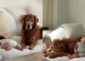 Golden Retriever Checks on Her Tiny Human Like a Big Sister Who Never Clocks Out