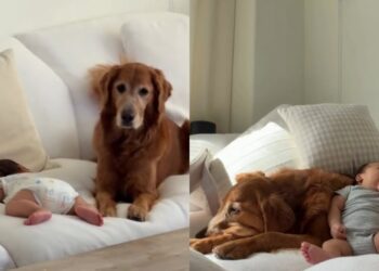Golden Retriever Checks on Her Tiny Human Like a Big Sister Who Never Clocks Out