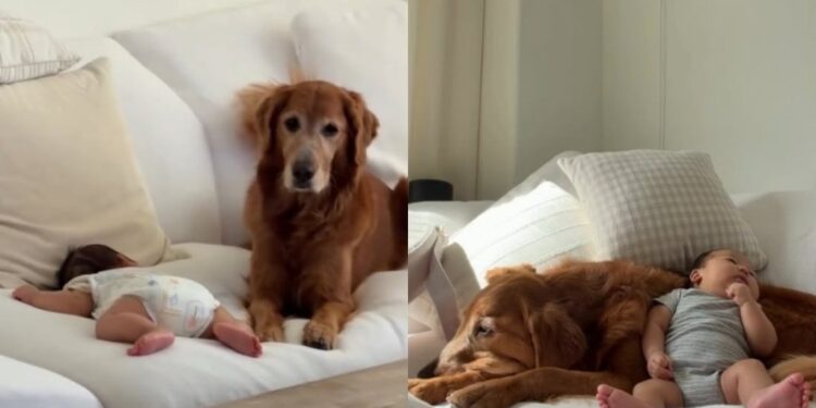 Golden Retriever Checks on Her Tiny Human Like a Big Sister Who Never Clocks Out