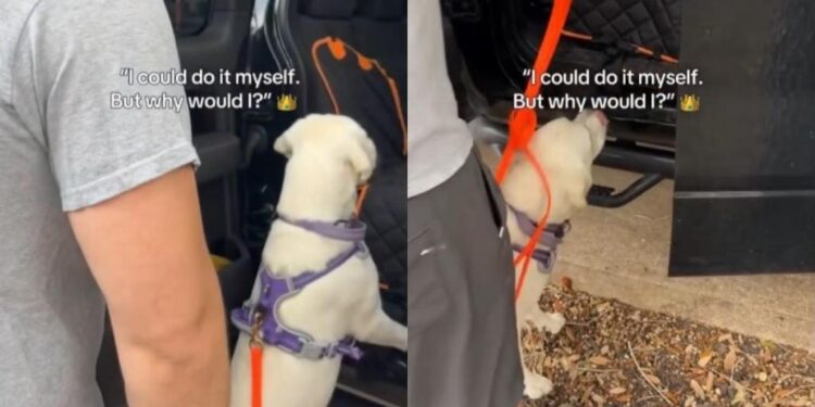Golden Retriever Puppy Can Hop Into the Car, but Being Carried by Dad Is Better
