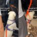 Golden Retriever Puppy Can Hop Into the Car, but Being Carried by Dad Is Better