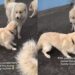 Golden Retriever Puppy Confidently Wanders Into a Family Reunion That Definitely Isn’t His