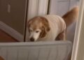 Senior Rescue Golden Retriever Brings Mom a Huge Lid — His Eagerness to Help Is Everything