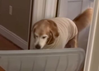 Senior Rescue Golden Retriever Brings Mom a Huge Lid — His Eagerness to Help Is Everything