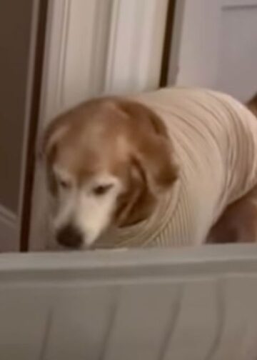 Senior Rescue Golden Retriever Brings Mom a Huge Lid — His Eagerness to Help Is Everything