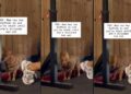 Dog’s Awkward Wait for Mom to Finish Exercising Feels Like Every Shy Gym-Goer