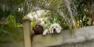 Neighbor’s Dogs Have the Sweetest Way of Showing They’re Ready for a Visit