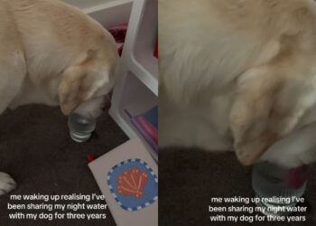 Dog Gets Caught Using Mom’s Water Glass Like Her Own Personal Bedside Bowl