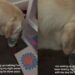 Dog Gets Caught Using Mom’s Water Glass Like Her Own Personal Bedside Bowl