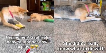 Mama Rescue Dog Learns to Play With Toys & Her Own Babies Are the Teachers