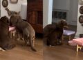 Dogs Share One Bowl at a Time, Making the Second a Backup Course