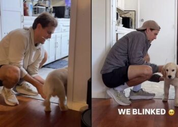 Golden Retriever Puppy Was Small Enough to Scoop Up, Then Suddenly He Wasn’t