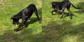 Puppy Finds Mom’s Only Apple, and Apparently It’s a Toy