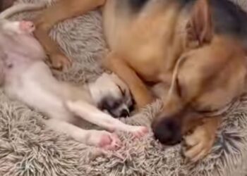 Rescue Dog Has the Sweetest Habit of Seeking Out His Tiny Puppy Sibling for Naps