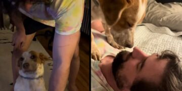 Rescue Dog Has Decided Stairs Are His Owner’s Problem, Not His