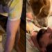 Rescue Dog Has Decided Stairs Are His Owner’s Problem, Not His
