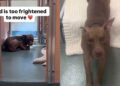 Shelter Dog Hides at the Back of His Kennel, but Wants Someone to Make Him Feel Safe