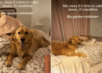 Golden Retriever Has No Interest in Calming Down When Everyone Else Is Ready for Bed