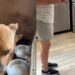 Shelter Dog Knew Nothing but Concrete Floors & Metal Bars, Until Humans Gave Her a Different Life