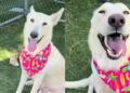 Shelter Dog in Urgent Need of a Home Gives Paw in the Sweetest Way While Greeting Human