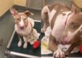 Shelter Dog Scratches at Kennel Door When Human Visits & It’s Heartbreaking for a Reason