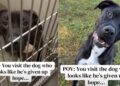 Shelter Dog Looks Defeated in His Kennel, But Outside He Shows Who He Really Is
