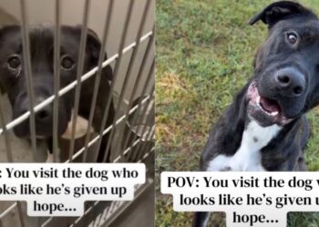 Shelter Dog Looks Defeated in His Kennel, But Outside He Shows Who He Really Is