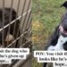 Shelter Dog Looks Defeated in His Kennel, But Outside He Shows Who He Really Is
