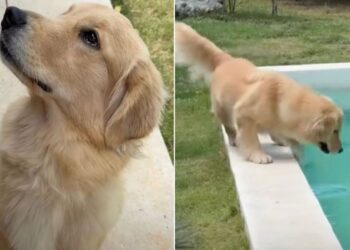 Golden Retriever Doesn’t Know What to Do With Herself When the Leash Comes Off by the Pool