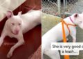 Blind & Deaf Shelter Dog Was Too Much for Her Family, But Not for a Kind Stranger