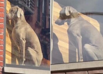 Dog’s Face Says He Should Have Checked the Guest List Before Saying Yes