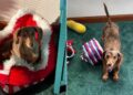 Dachshund Has a Very Specific Priority When the Sun Comes Out