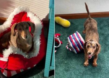Dachshund Has a Very Specific Priority When the Sun Comes Out