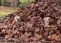 Dogs Hiding in a Massive Leaf Pile Look Like They’re Playing Hide-and-Seek This Fall