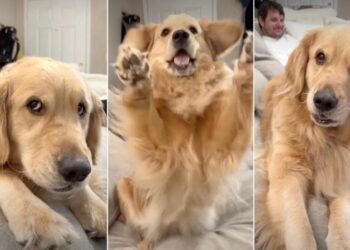 Golden Retriever Gives Mom & Dad an Earful After They Cross a Line