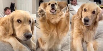 Golden Retriever Gives Mom & Dad an Earful After They Cross a Line