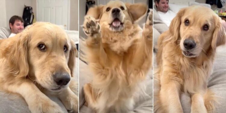 Golden Retriever Gives Mom & Dad an Earful After They Cross a Line