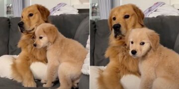 Golden Retriever Puppy Flinches at the Big Dog’s Bark — Then Follows Along for the Mission