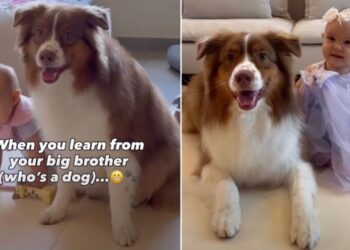 Dog Takes On Big Brother Duties & Accidentally Teaches Tiny Human a Few Tricks of His Own