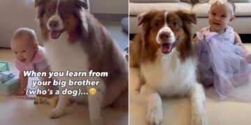 Dog Takes On Big Brother Duties & Accidentally Teaches Tiny Human a Few Tricks of His Own