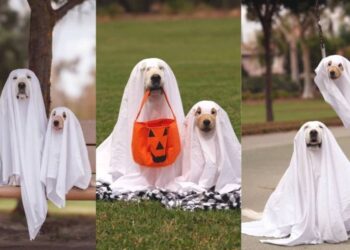 Golden Retriever Puppy Holds the Perfect Ghost Pose, Making Halloween Look More Cute Than Scary