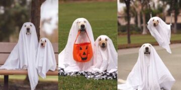 Golden Retriever Puppy Holds the Perfect Ghost Pose, Making Halloween Look More Cute Than Scary