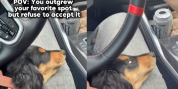 Puppy Is Getting Bigger, but Giving Up His Favorite Spot Isn’t on the Agenda