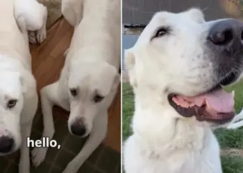 Rescue Dogs Look Almost Identical, but Dad Spots Every Little Difference