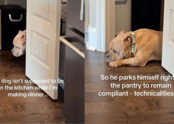 Clever Dog Finds a Hilarious Workaround After Being Told to Stay Out of the Kitchen