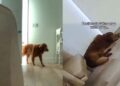 Golden Retriever Joins Baby for a Nap, Because Apparently Mom Needed a Little Help